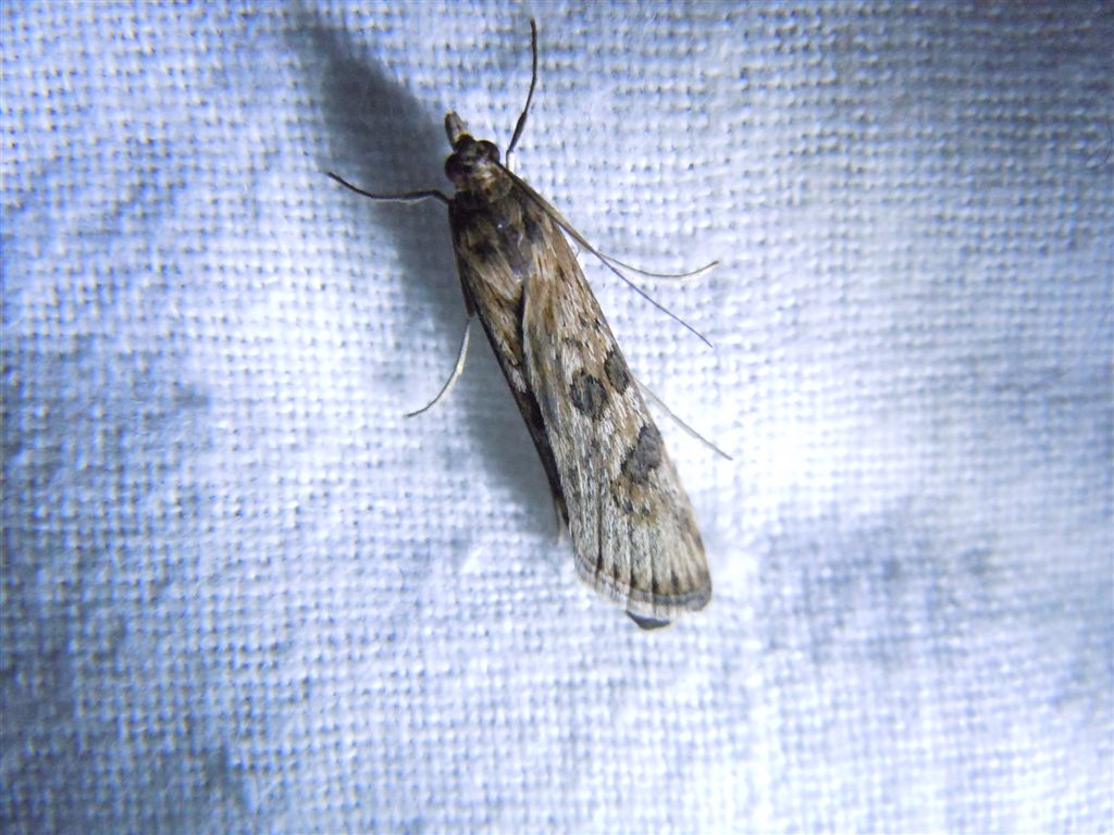 Nomophila noctuella?